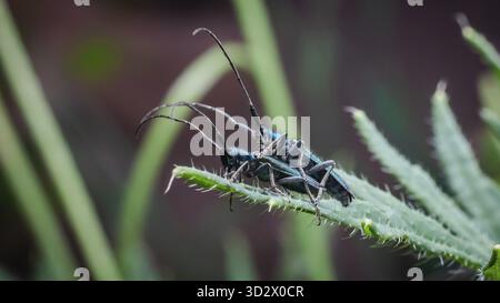 Zwei leuchtend blaue Käfer paaren sich auf einem grünen Blatt, aufgenommen in einer detaillierten Makroaufnahme, die die empfindliche Interaktion der Natur unterstreicht Stockfoto
