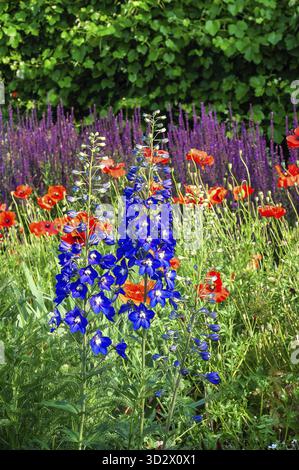 Eine lebendige Gartenszene mit blauen Delfinen, roten Mohnblumen und lila salvia in voller Blüte, mit üppigem grünem Laub im Hintergrund Stockfoto