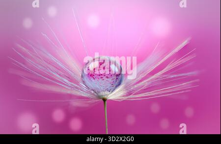 Makro aus Löwenzahnsamen mit zentralem Wassertropfen auf farbenfrohem Hintergrund – Nahaufnahme der Natur und Fotografie mit Blumendetails Stockfoto