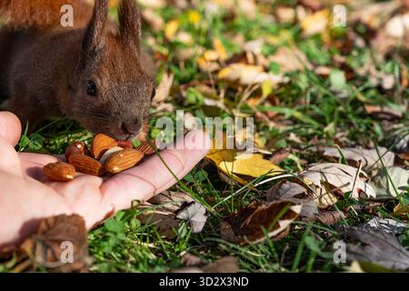 Ein wildes Eichhörnchen neigt sich vorsichtig zu einer menschlichen Hand, die Nüsse auf dem Gras anbietet, was die menschliche Neugier symbolisiert, aber vor unsicheren Fütterungspraktiken warnt Stockfoto