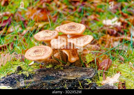 Honigpilz Armillaria mellea Honiggelber Hallimasch-Cluster wächst auf moosigem Holzstumpf in feuchtem Herbstwald mit satten Texturen, Erdtönen Stockfoto
