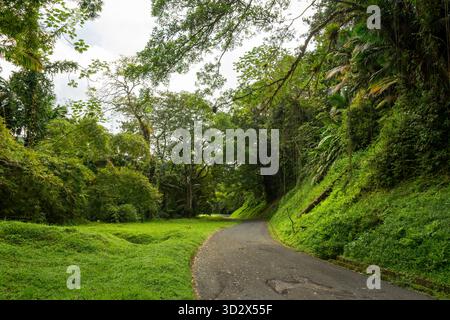 Die Straße schlängelt sich durch das Main Ridge Forest Reserve in Tobago, umgeben von dichtem tropischen Regenwald und üppiger karibischer Vegetation. Stockfoto