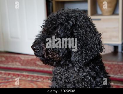 Der Kopf eines wunderschönen schwarzen, lockigen Labradoodles, fotografiert im Profil im Haus des Besitzers Stockfoto