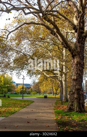 Goldbraune Herbstblätter auf den Bäumen in Shepherds Bush Green, London, Großbritannien Stockfoto