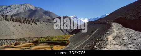 Der Pilgerweg von Kagbeni nach Muktinath auf dem Jomsom-Kreis. Hier in dieser trockenen Landschaft wird das Ackerland auf kleine Flächen reduziert. Stockfoto