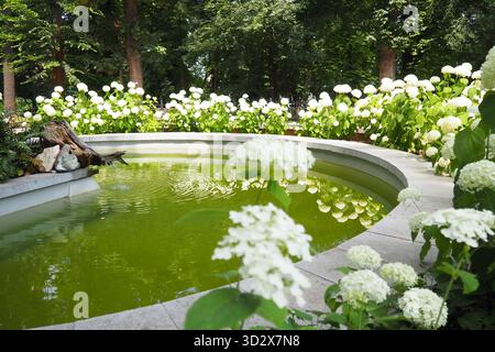 hortensia hortensia ist eine Gattung blühender Pflanzen, die in Asien und Amerika beheimatet sind. Hortensie sind beliebte Zierpflanzen, die wegen ihrer großen Größe angebaut werden Stockfoto