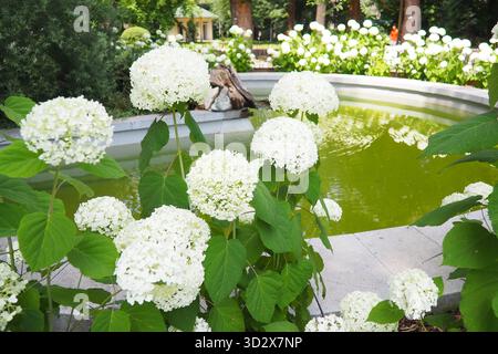 hortensia hortensia ist eine Gattung blühender Pflanzen, die in Asien und Amerika beheimatet sind. Hortensie sind beliebte Zierpflanzen, die wegen ihrer großen Größe angebaut werden Stockfoto