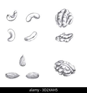 Satz Muttern in Bleistift. Isolierte Illustration in realistischem Stil zum Thema Essen für die Gestaltung von Menüs von Cafés und Restaurants, gastronomisches Magazin Stockfoto