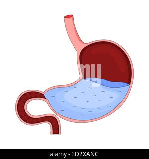 Menschlicher Magenquerschnitt gefüllt mit Magenflüssigkeit 2D-Vektorillustration Stock Vektor