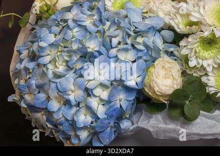 Ein wunderschöner Blumenstrauß mit zarten blauen Hortensien, weißen Chrysanthemen und einer cremigen Rose schafft ein atemberaubendes Blumenarrangement Stockfoto