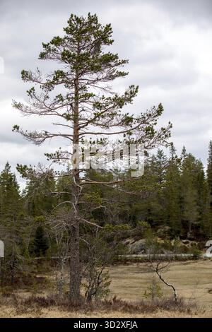 Schottische Kiefer - Pinus sylvestris - Baum mit Anzeichen von Auerkaillie - Tetrao urogallus - Fütterung auf sie. Die Vögel fressen Kiefernnadeln, wenn sie im tre sitzen Stockfoto