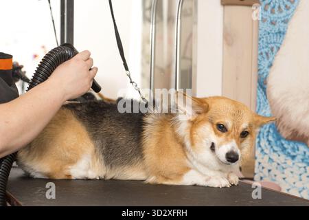 Dog Corgi Trocknen Pet Grooming und Frisur Konzept Stockfoto