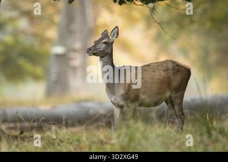 Rotwild, die im Herbst unter einem Baum stehen. Wald von Jaegersborg in Kopenhagen, Dänemark Stockfoto