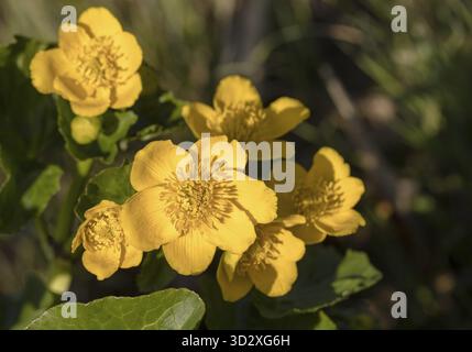 Kingcup oder Sumpfdotterblume - Caltha palustris - schöne Gruppe von gelben Blumen Stockfoto
