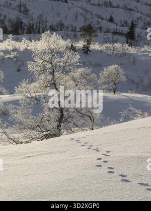Tierspuren im Schnee führen zu einer Birke, Betula pubescens in der Winterberglandschaft, Brokke in Setesdal, Norwegen Stockfoto