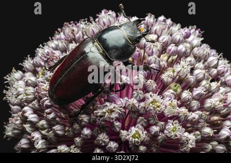 Eine Makroaufnahme eines Hirschkäfers auf einer violetten allium-Blume, vor schwarzem Hintergrund, mit komplizierten Details Stockfoto