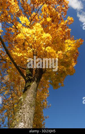Ein dramatischer Blick auf einen dicken Baumstamm und sein dichtes Baldachin mit leuchtenden gelben und goldenen Herbstblättern im Kontrast zum klaren bl Stockfoto