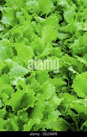 Nahaufnahme von leuchtendem grünem Salat, der im Freien wächst und für eine Vielzahl von kulinarischen und landwirtschaftlichen Umgebungen geeignet ist Stockfoto