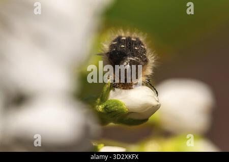 Ein Makrofoto zeigt einen pelzigen Käfer, der auf einer zarten weißen Blütenknospe liegt, mit komplexen Details und leuchtenden Farben Stockfoto