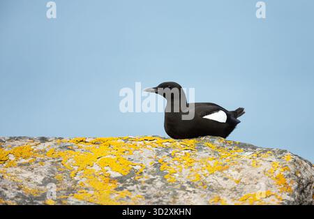 Die schwarze Guillemot (Cepphus grylle) thront auf einem Felsen, der mit leuchtenden gelben Flechten bedeckt ist, auf den Shetland-Inseln in Schottland. Stockfoto