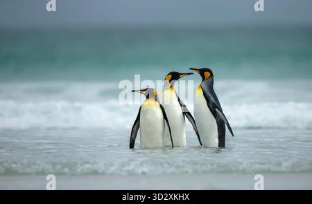 Drei Königspinguine (Aptenodytes patagonicus), die in den flachen Gewässern eines Küstenstrandes auf den Falklandinseln nahe beieinander stehen. Stockfoto