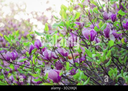 Nahaufnahme eines blühenden Magnolienbaums mit rosa und weißen Blüten und frischen grünen Blättern im Frühling, die der Landschaft natürliche Schönheit verleihen Stockfoto