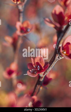 Makroaufnahme der roten Berberberitze im Frühling mit Wassertropfen, die die komplizierten Details der Wiedergeburt der Natur zeigen Stockfoto