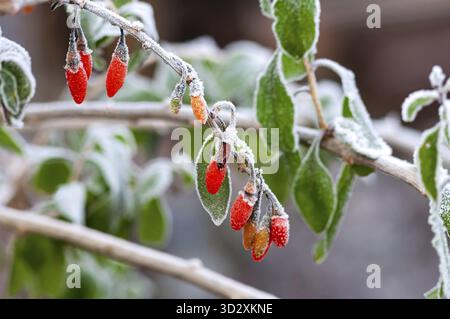 Nahaufnahme eiskalter Goji-Beeren auf einem mattierten Zweig vor einem natürlichen unscharfen Hintergrund Stockfoto