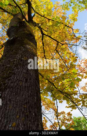 Ein dramatischer Blick auf einen dicken Baumstamm und sein dichtes Baldachin mit leuchtenden gelben und goldenen Herbstblättern im Kontrast zum klaren bl Stockfoto