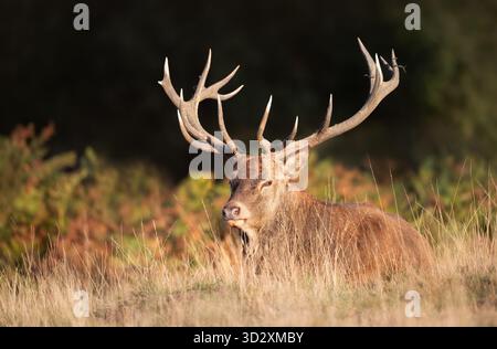 Nahaufnahme eines majestätischen Hirschhirsches mit großen Geweihen auf Gras auf einer Wiese, Großbritannien Stockfoto