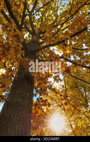Ein kraftvoller Low-Winkels, der den intensiven Sonneneffekt durch das leuchtende orange-goldene Laub eines großen Baumes einfängt und Wärme und LIFE symbolisiert Stockfoto
