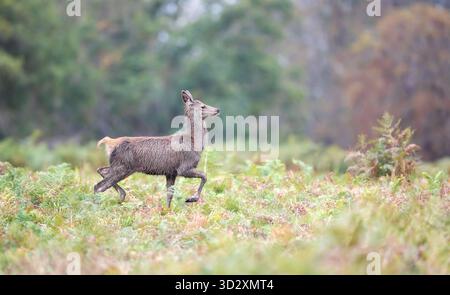 Nahaufnahme eines Rotwild-Kalbes, das in grünen Farnen auf der Herbstwiese in Großbritannien spaziert Stockfoto