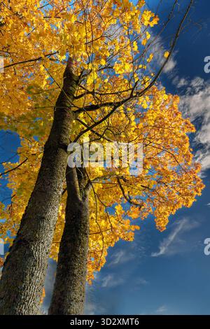 Ein beeindruckender Blick nach oben auf zwei hohe Baumstämme und ihr Baldachin mit hellem, goldgelbem Herbstlaub, der einen scharfen Kontrast zum klaren Licht bildet Stockfoto
