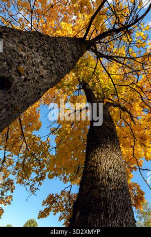 Ein beeindruckender Blick nach oben auf zwei hohe Baumstämme und ihr Baldachin mit hellem, goldgelbem Herbstlaub, der einen scharfen Kontrast zum klaren Licht bildet Stockfoto