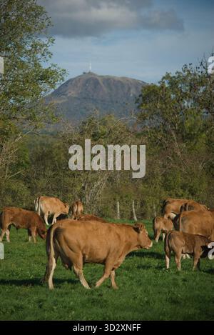 Herde von Salers und Aubrac Kühen auf ihrem Feld, vor dem Puy-de-Dome Vulkan Stockfoto