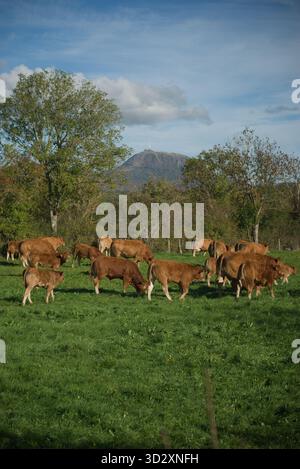 Herde von Salers und Aubrac Kühen auf ihrem Feld, vor dem Puy-de-Dome Vulkan Stockfoto
