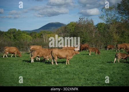 Herde von Salers und Aubrac Kühen auf ihrem Feld, vor dem Puy-de-Dome Vulkan Stockfoto