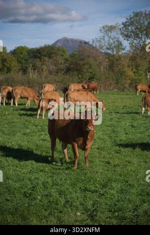 Herde von Salers und Aubrac Kühen auf ihrem Feld, vor dem Puy-de-Dome Vulkan Stockfoto