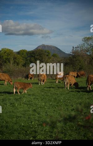 Herde von Salers und Aubrac Kühen auf ihrem Feld, vor dem Puy-de-Dome Vulkan Stockfoto