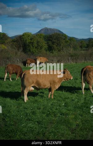Herde von Salers und Aubrac Kühen auf ihrem Feld, vor dem Puy-de-Dome Vulkan Stockfoto