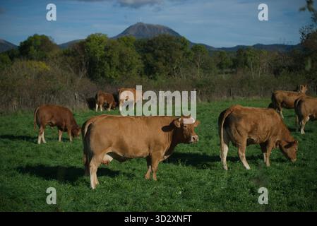 Herde von Salers und Aubrac Kühen auf ihrem Feld, vor dem Puy-de-Dome Vulkan Stockfoto
