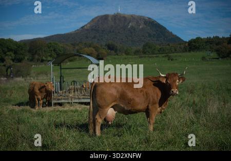Herde von Salers und Aubrac Kühen auf ihrem Feld, vor dem Puy-de-Dome Vulkan Stockfoto