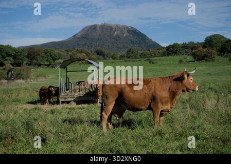 Herde von Salers und Aubrac Kühen auf ihrem Feld, vor dem Puy-de-Dome Vulkan Stockfoto