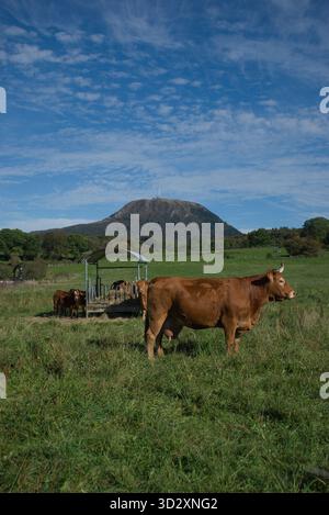 Herde von Salers und Aubrac Kühen auf ihrem Feld, vor dem Puy-de-Dome Vulkan Stockfoto