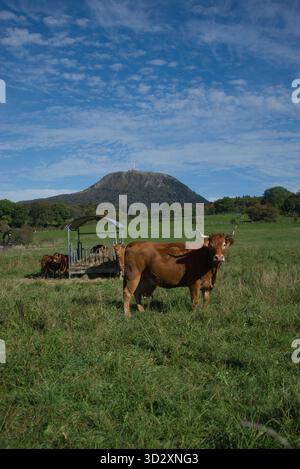 Herde von Salers und Aubrac Kühen auf ihrem Feld, vor dem Puy-de-Dome Vulkan Stockfoto