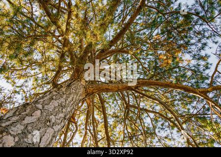 Eine majestätische Kiefer, die von unten betrachtet wird, zeigt ihre raue Rinde und sonnendurchflutete Äste, die in einen klaren blauen Himmel reichen. Das warme Licht hebt das natürliche Licht hervor Stockfoto