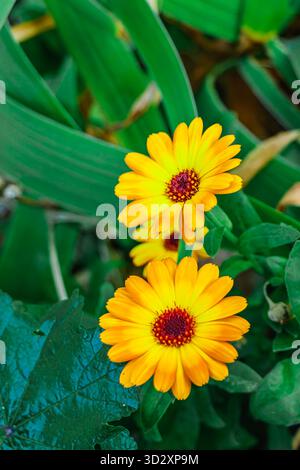 Zwei lebhafte orange Ringelblumen blühen zwischen üppig grünen Blättern. Ihre dunkelroten Mitten und weichen Blütenblätter halten die Wärme des späten Sonnenlichts fest Stockfoto
