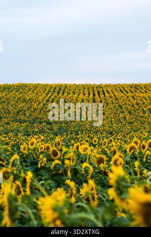 Sonnenblumen in endlosen Reihen unter bewölktem Himmel bilden ein natürliches gelbes Muster auf dem Ackerland Stockfoto