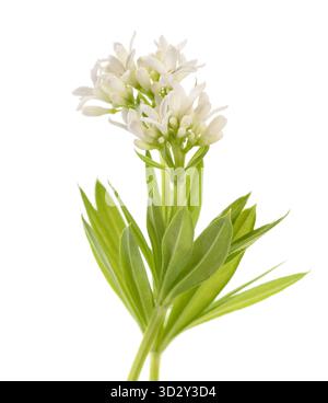 Süße Waldmeister Blumen isoliert auf weißem Hintergrund Stockfoto