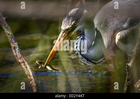 Graureiher (Ardea cinerea) Nahaufnahme bei der Jagd mit gefangenen Fischen Stockfoto